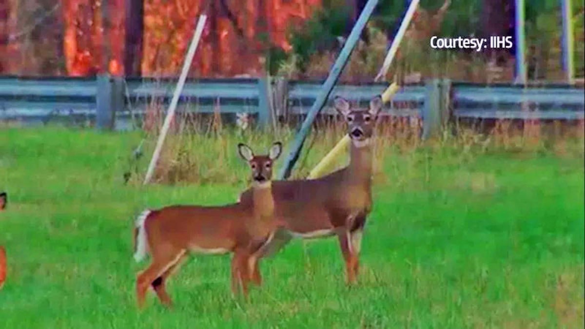 Charges of illegally transporting and selling deer parts are refiled